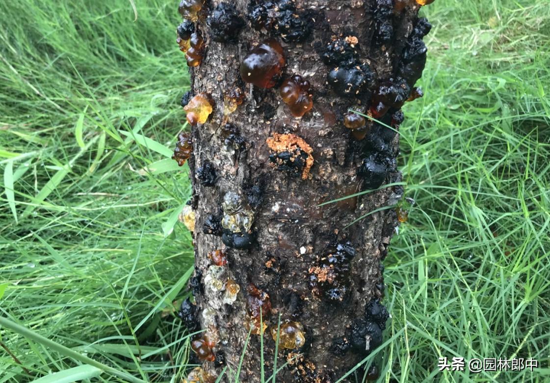 植物流胶病的防治办法,流胶病导致枝条干枯
