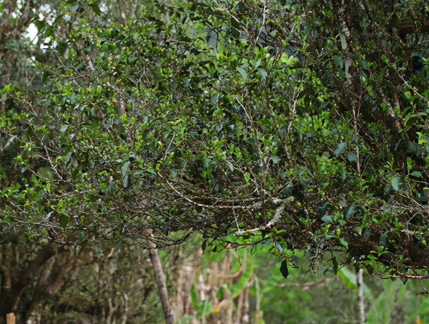 九格格,九格格咖啡色
