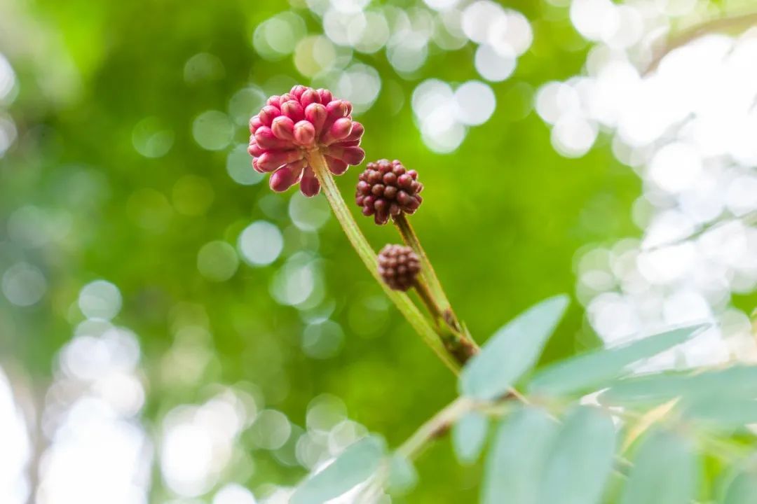 耳鸣能致聋吗,神经性耳鸣的发展过程