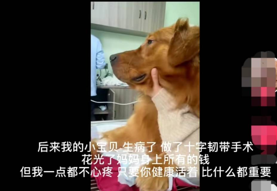 为金毛siry发声，希望所有毛孩子被温柔以待