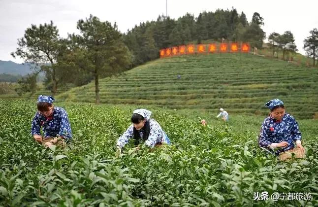 一起品味！小布茶香，香飘全国~