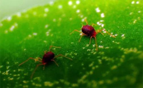 红蜘蛛打三遍都打不死怎么办,抗性红蜘蛛到底怎么打