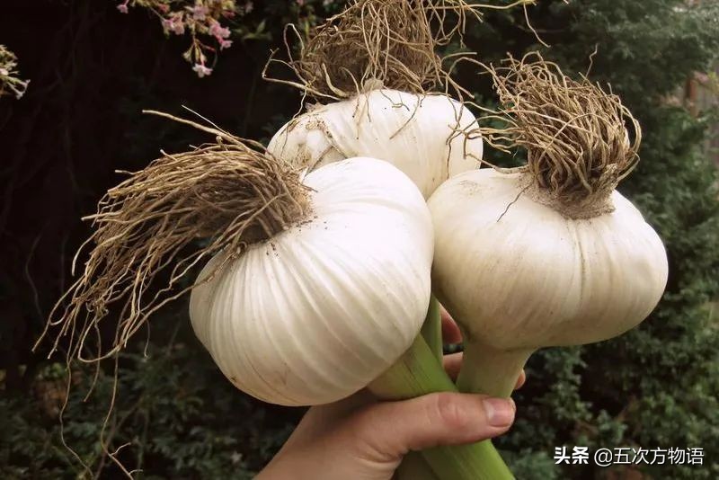 欧洲十大奇怪蔬菜 (欧洲冷门蔬菜)