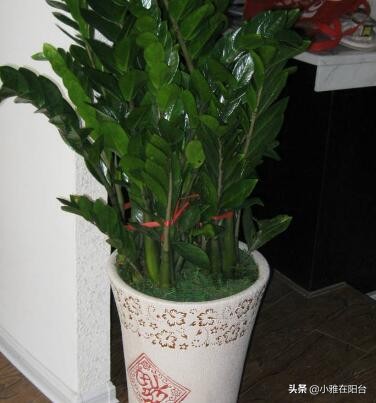 养金钱树花注意什么问题,养金钱树的小技巧