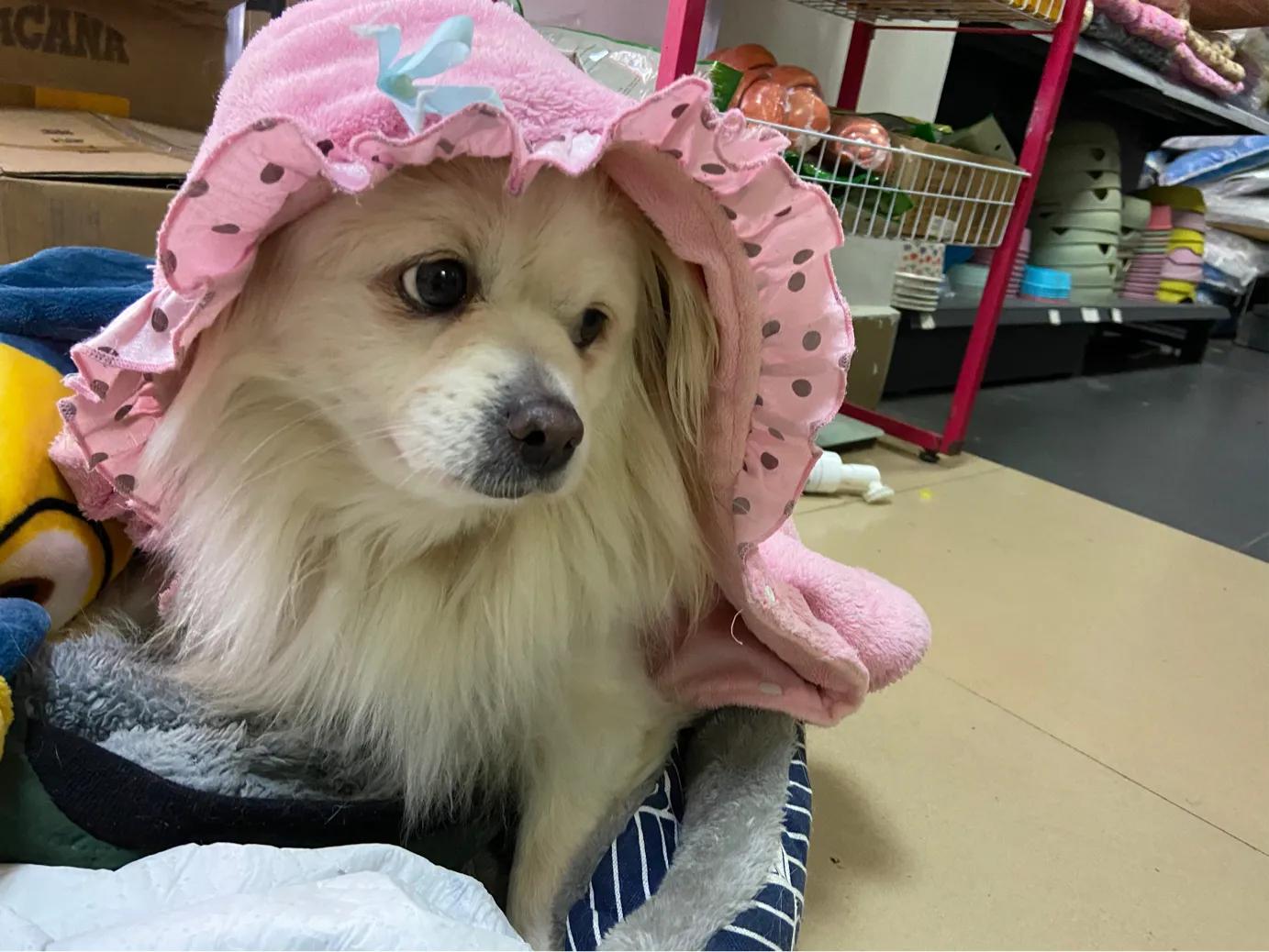 狗狗蓄脓手术需要多久,小狗得了子宫蓄脓