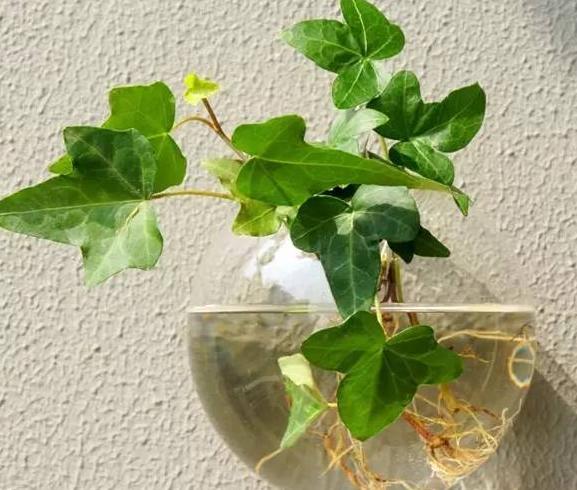 养花水臭怎么办,养花臭水烂根