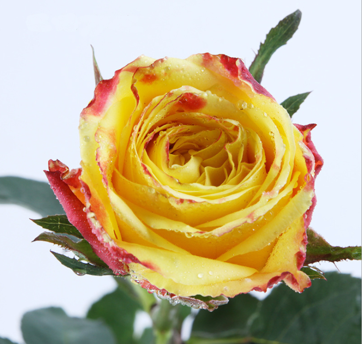 武夷岩茶品种黄玫瑰,武夷黄玫瑰品种介绍