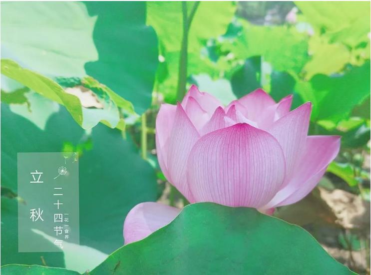 二十四节气之立秋手抄报,二十四节气之立秋茅台