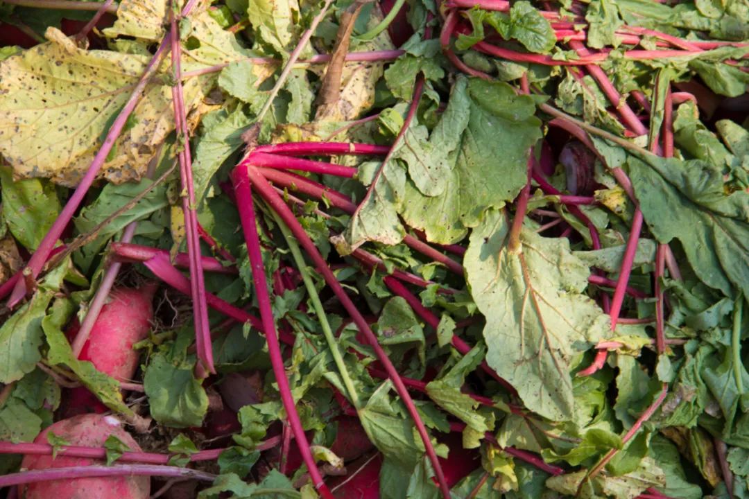 寻访秦岭龙潭村,背篓都是背在背上,这位大婶为何将其挎在腰间?