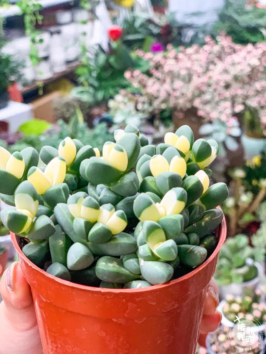 昆明鲜花进货渠道,昆明尚义花市