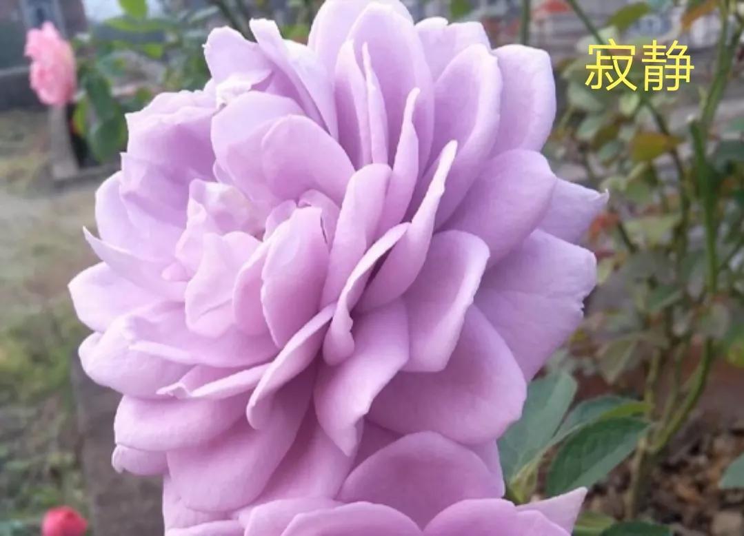 切花火焰月季的优缺点,常见切花月季一览