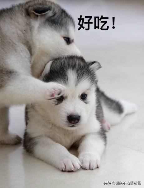 高颜值肌肉奶狗,什么样的小奶狗最可爱