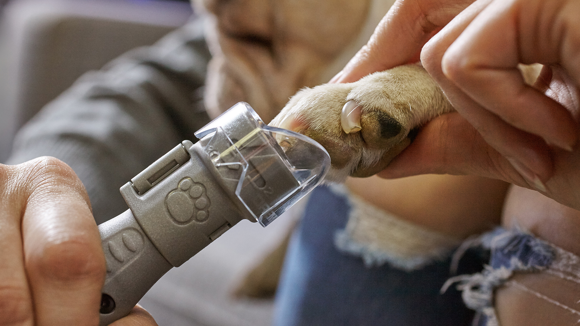 狗狗指甲刀怎么用,狗狗剪指甲必须要用专属指甲剪吗