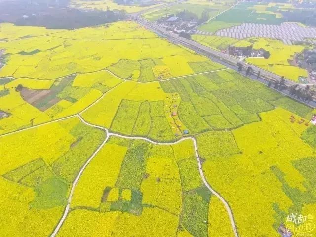 半个月后成都即将美翻全国，17处美景玩转整个春天！