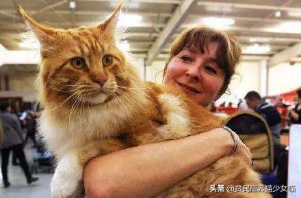 温柔、健硕、易推倒，冬天最好的暖手宝——缅因猫