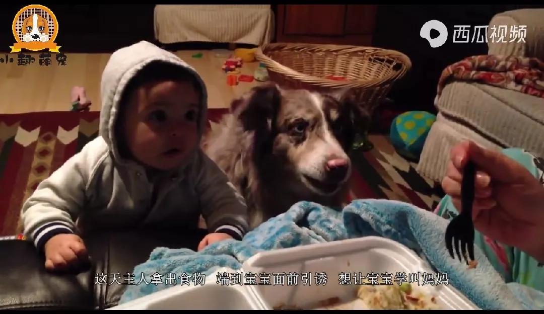 狗狗居然会喊妈妈,狗狗对主人不会叫只会嘤嘤嘤