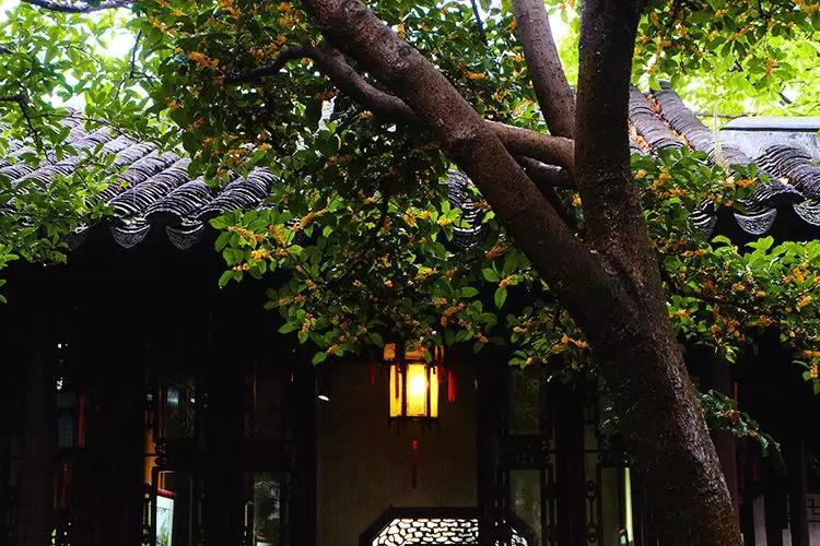 桂花香秋天的味道,南宁青秀山桂花盛开