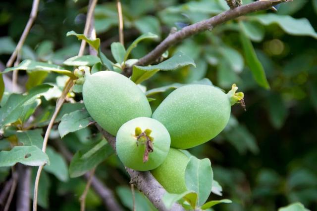 秦岭九天山,秦岭九天山图片大全