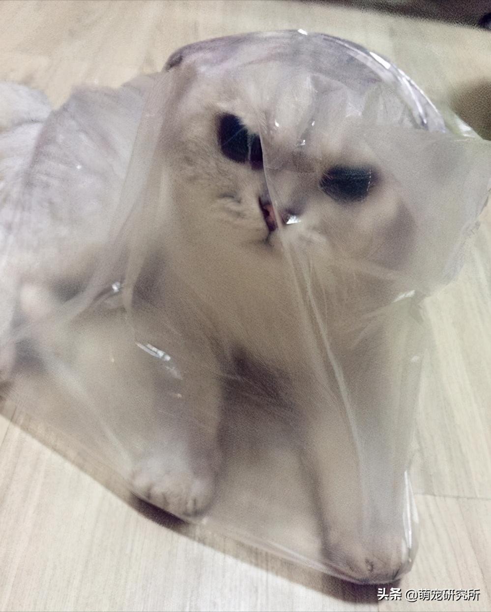 你家英短蓝猫什么样,美短英短哪个性格好