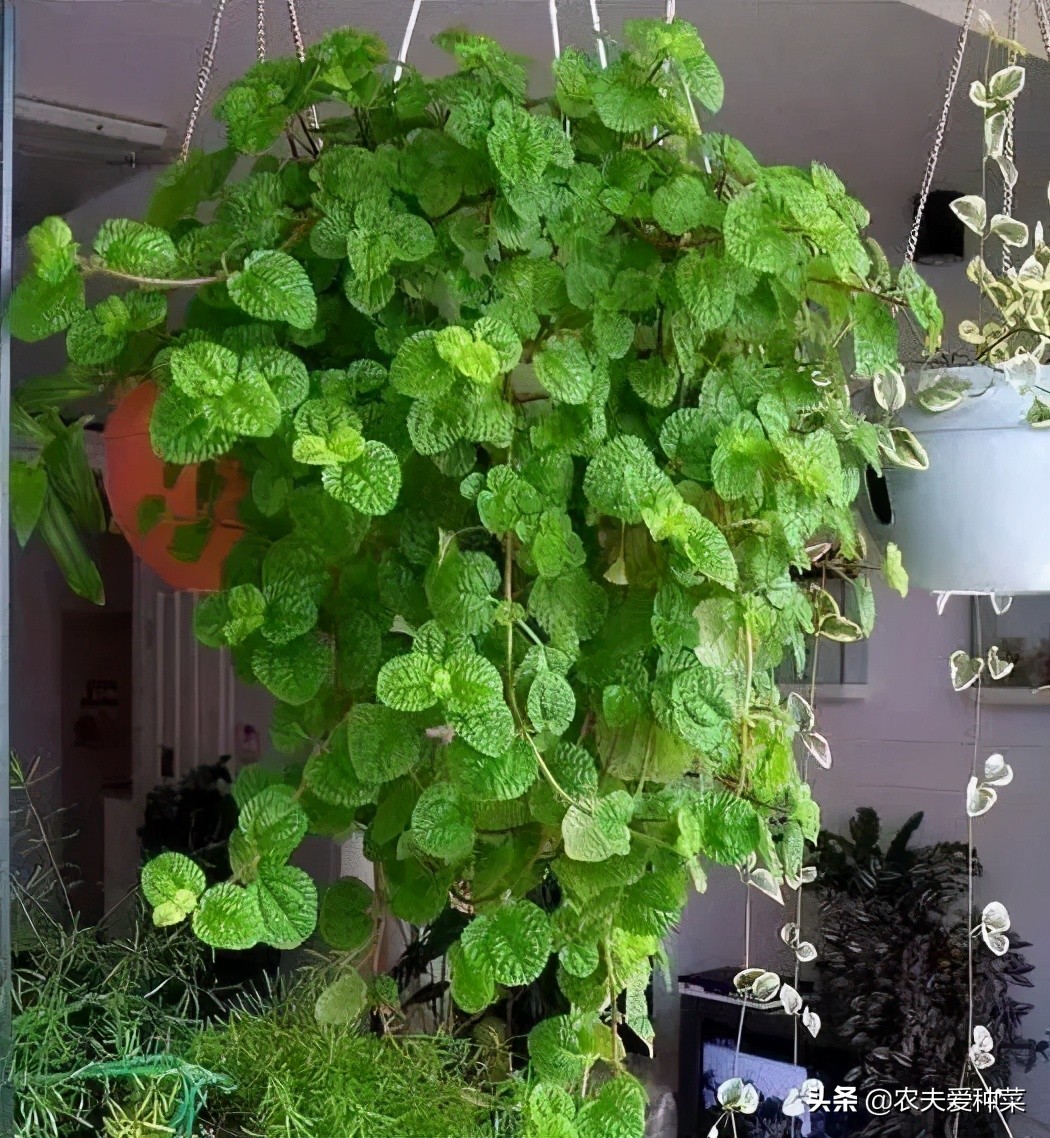 吸烟最怕的植物,宿舍养什么植物能除烟味