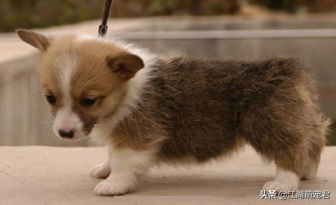 遛狗途中狗狗突然不肯走，不要生拉硬拽，可能是下面5个原因