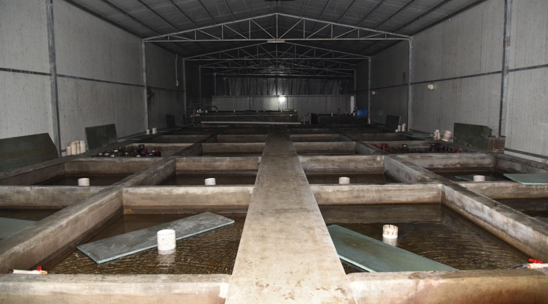 从保护动物到人工养殖，成为美食！鼎湖的绿水青山锻造千万商机