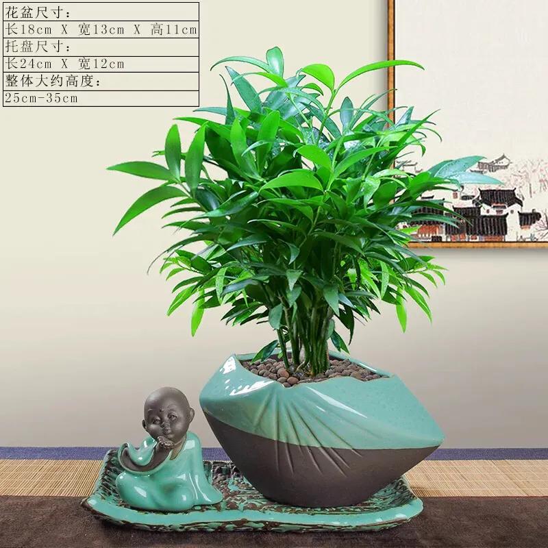 如何防止盆栽植物烂根的方法,盆栽植物僵苗的原因