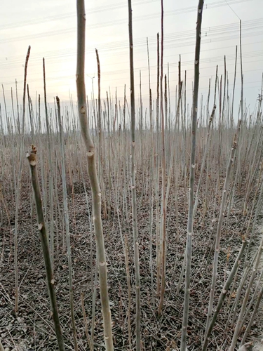 露地四季红油香椿种植技术及前景,香椿种植高产技术很全面建议收藏