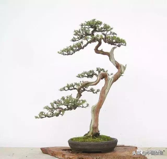 盆景不具有收藏价值,盆景不能有功利心