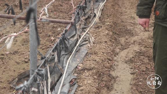 葡萄僵苗怎么处理才能快速生长,怎样管理葡萄才挂果多