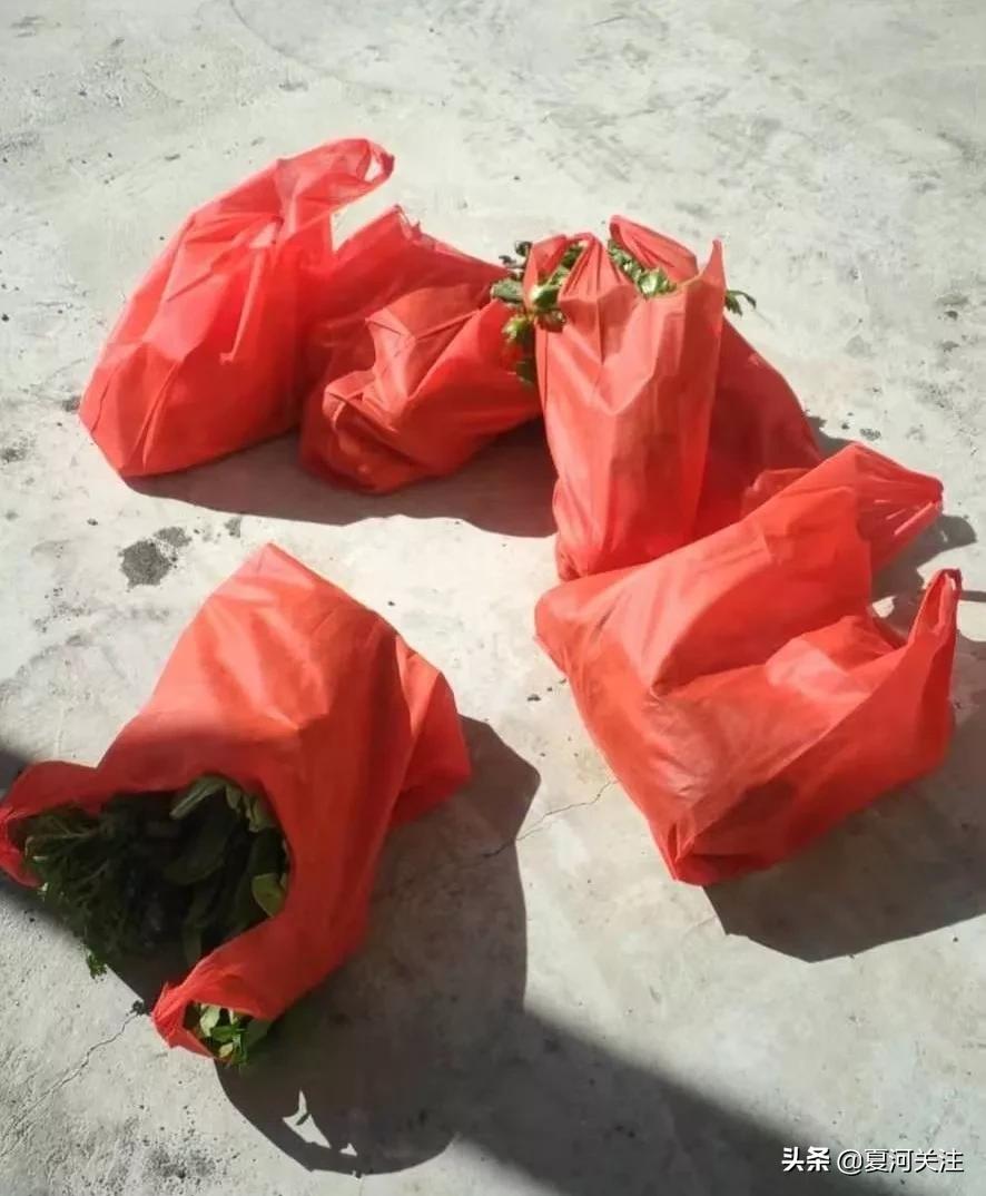 抗击疫情的青年突击队照片,碌曲突击队