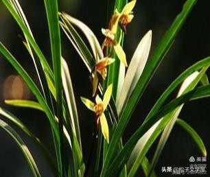 如何提高做美篇的能力,如何提高美篇阅读量