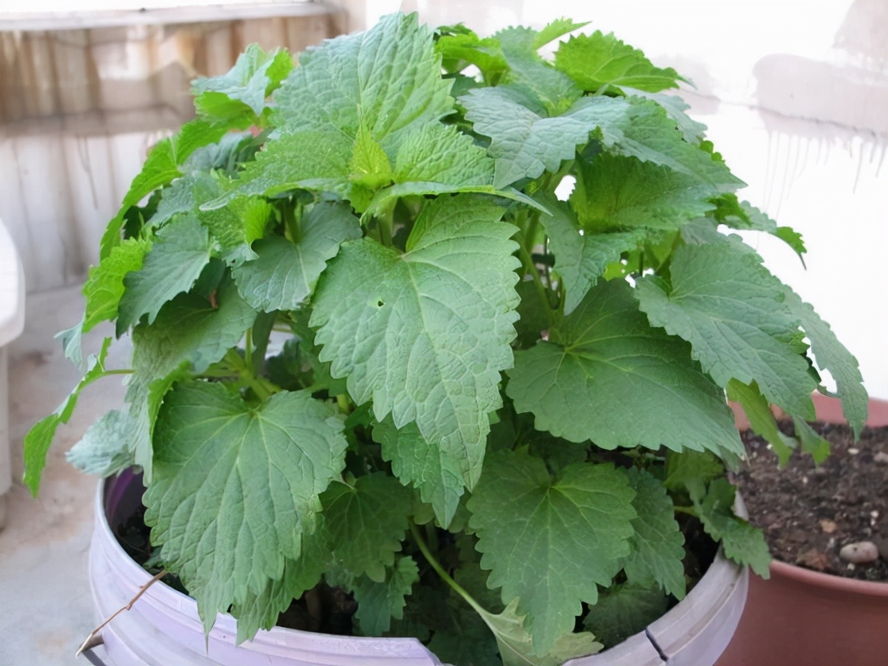 这5种花不仅好看好闻还能食用,这3种花别碰