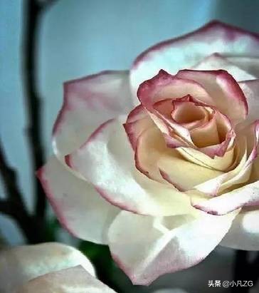 小创意手工纸巾,纸巾手工制作漂亮又简单