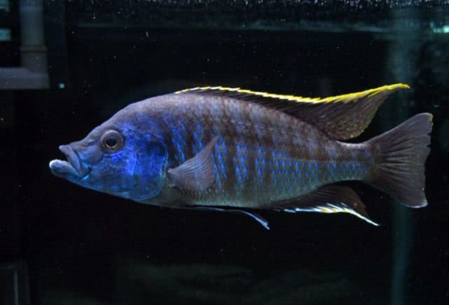 闈炴床鎱堥卜浠嬬粛,闈炴床鎱堥卜