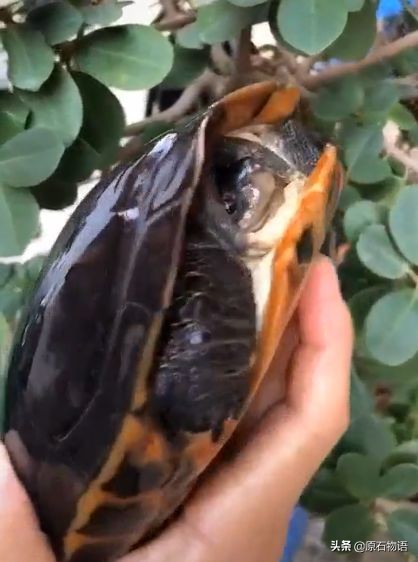 盘龟壳会玉化包浆后效果视频,龟壳盘多久玉化包浆起荧光