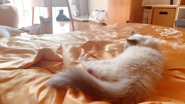 猫咪驱虫的秘密，你们可能不知道，这样驱虫才是正确的