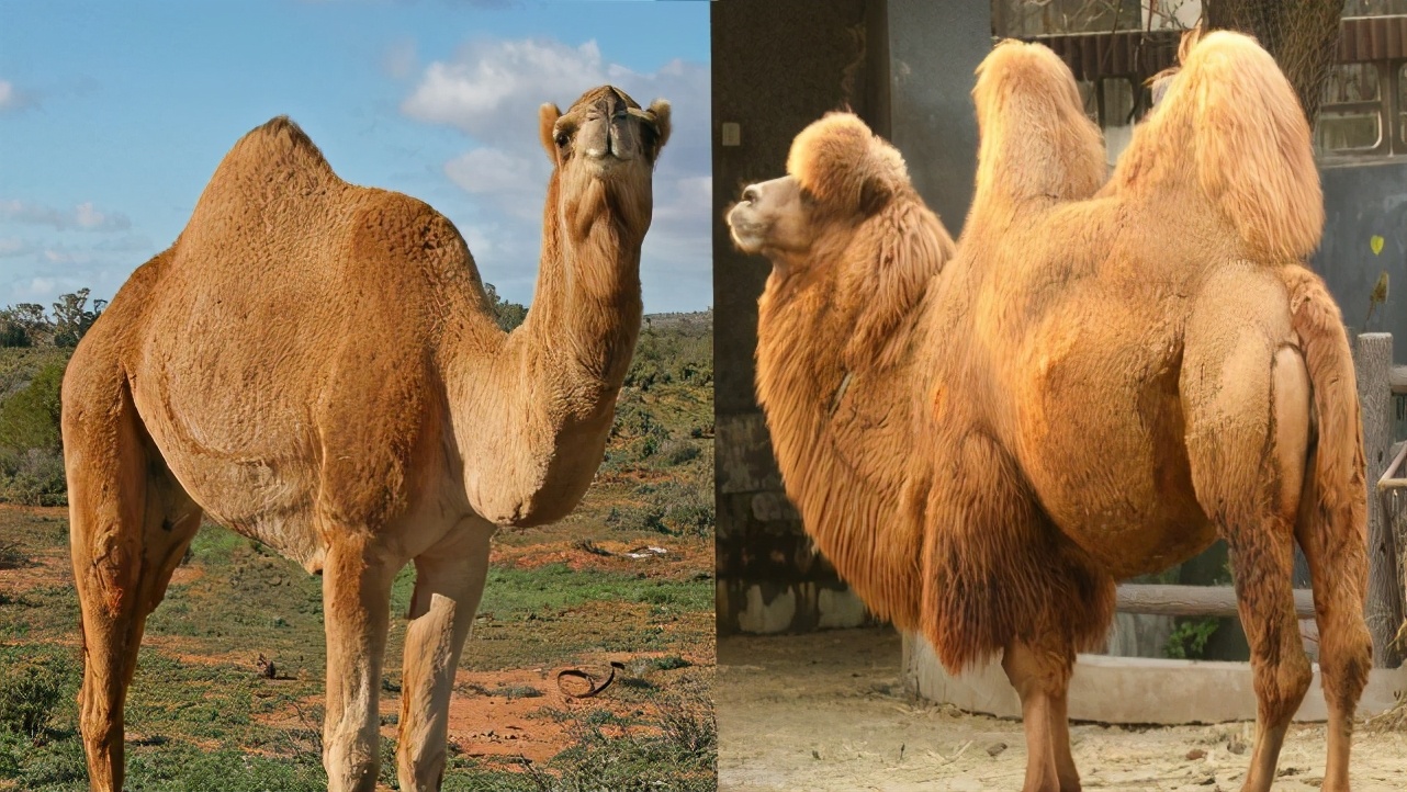 骆驼最里面的肉球是什么,骆驼挂嘴边的肉球是什么