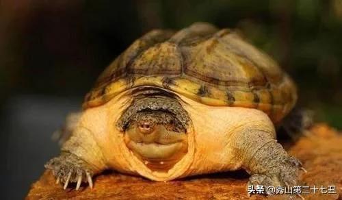 十大最省心又好养的宠物排行,公认十大好养又便宜的宠物