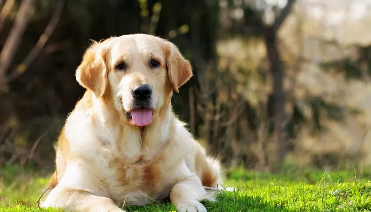 狗狗老是爱扒腿怎么办,狗狗扒腿怎么纠正