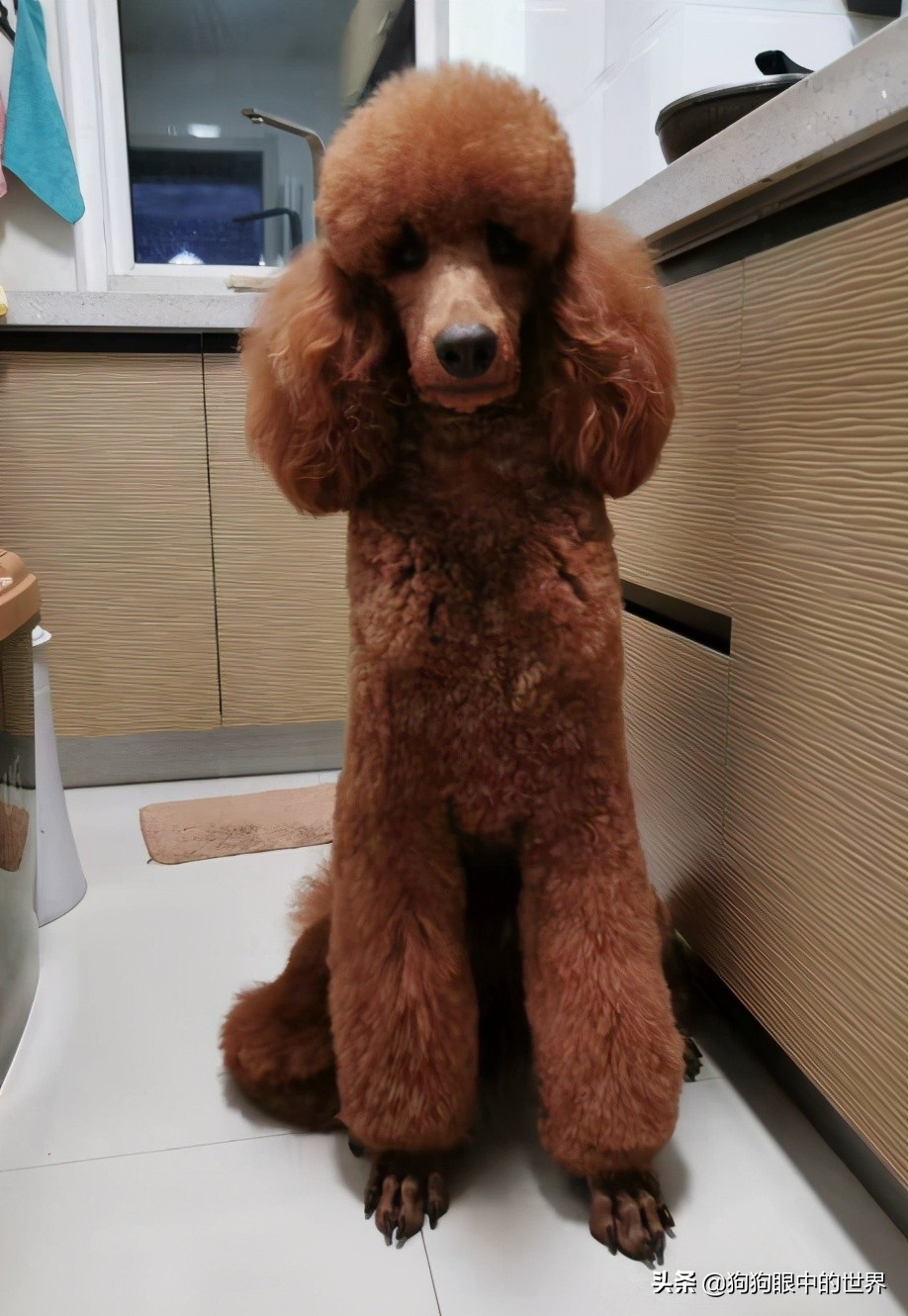 巨型贵宾犬到底有多聪明,巨型贵宾犬聪明吗