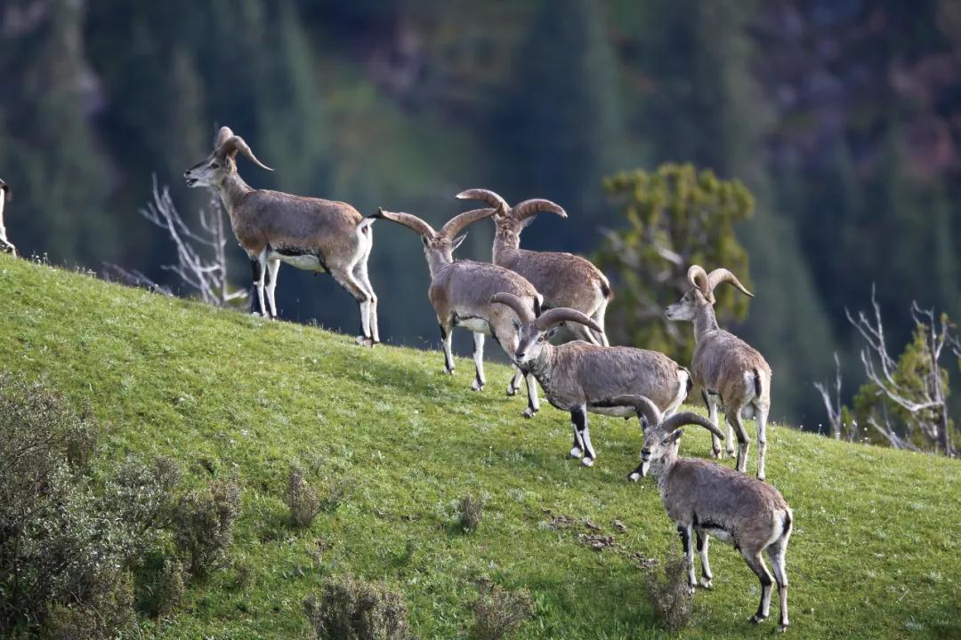 这座比《盗墓笔记》更危险的雪山，他守了35年