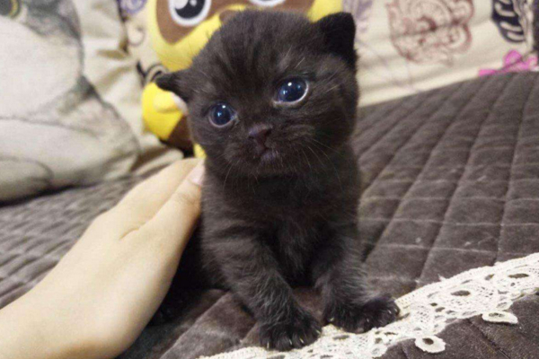 猫咪爱不爱叫，除了跟性格有关外，和品种也有很大的关系！