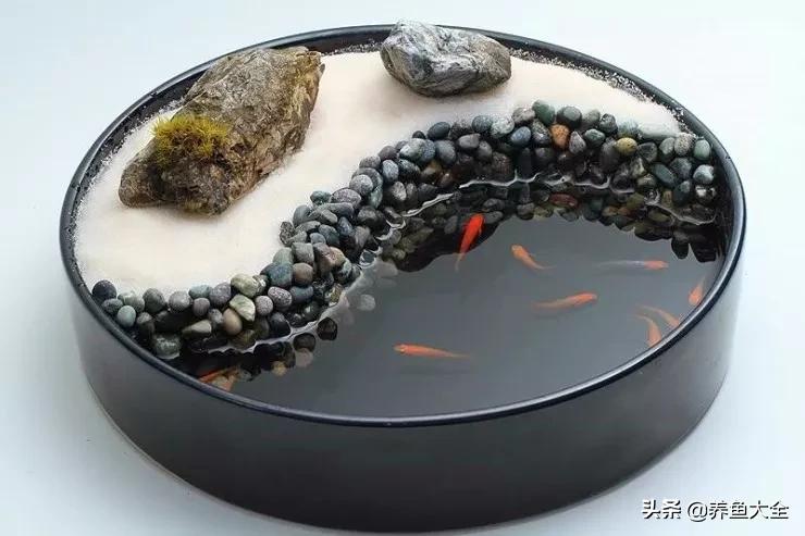 什么金鱼好养又好看,养哪种金鱼又好看又好养