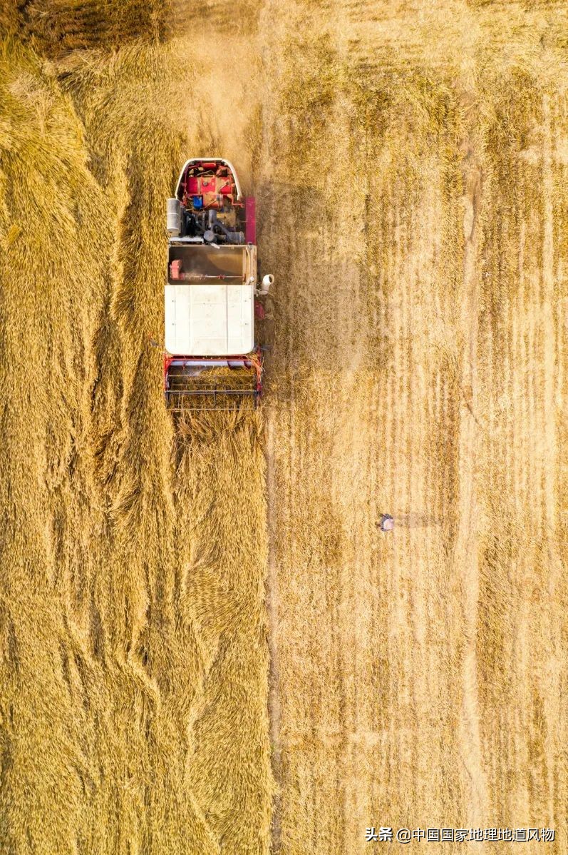 黑龙江和山东谁是农业大省,黑龙江和河南谁是第一粮仓