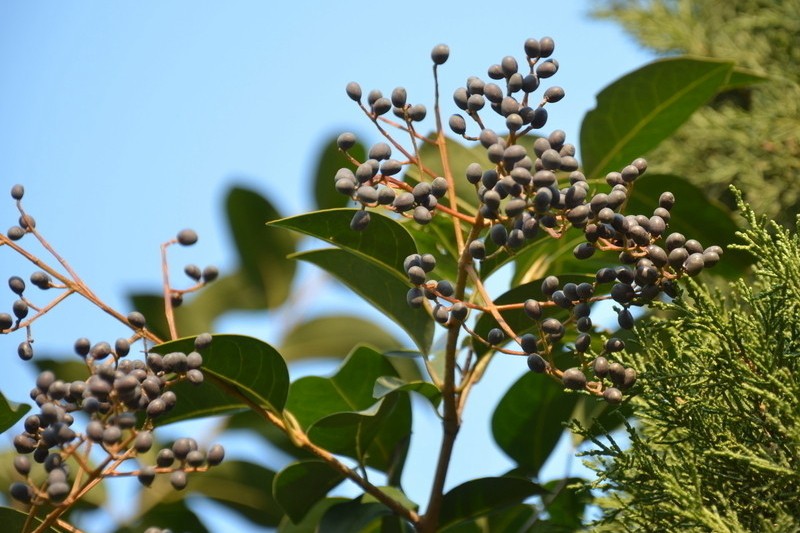 种植摇钱树致富经,荒山种植摇钱树
