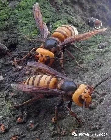 刚收的蜜蜂防逃方法,刚收回来的蜜蜂如何预防飞逃