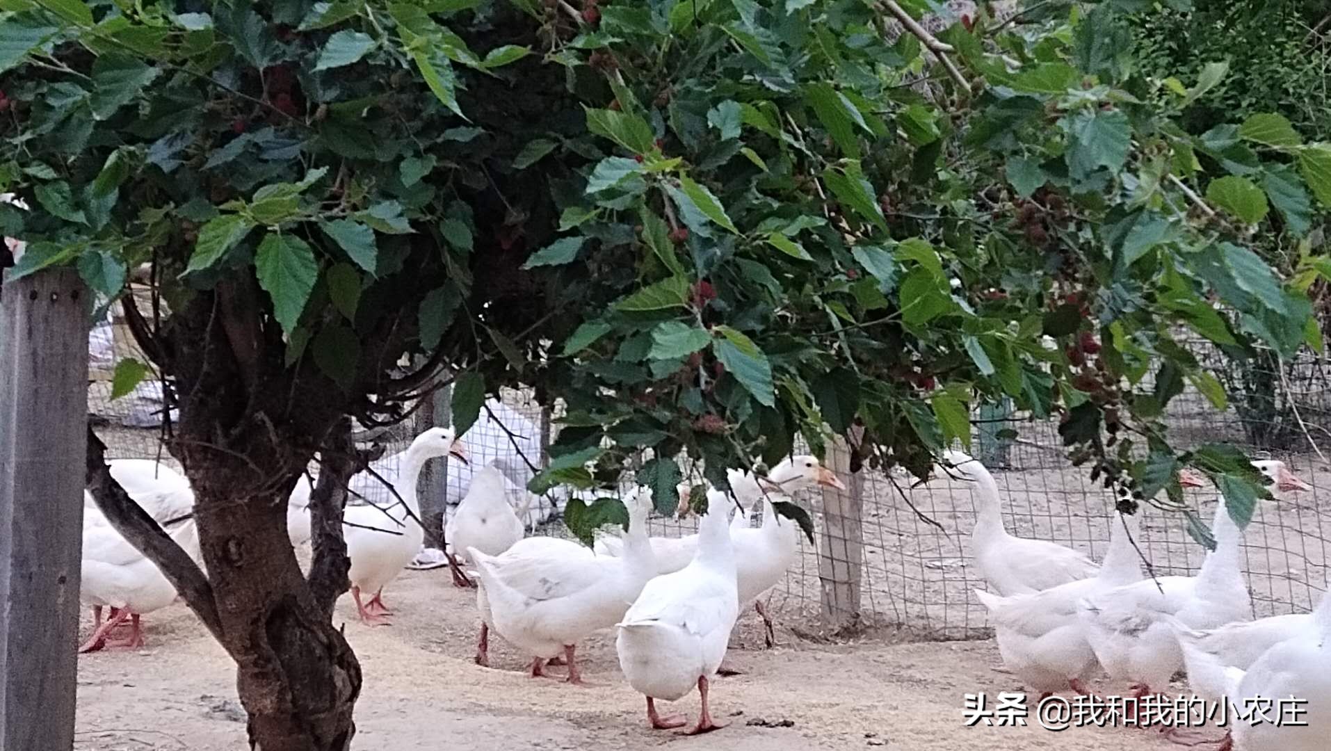 养鹅失败逃不出这几个原因,母鹅掉蛋袋了