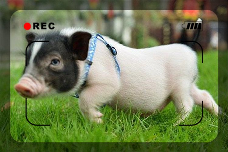 养殖香猪怎么样,饲养香猪的前景怎么样啊