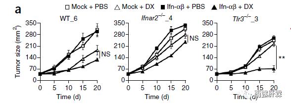 干扰素对肿瘤细胞的影响,i型干扰素活化t细胞